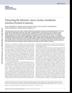 nsmb.3493-Dissecting the telomere–inner nuclear membrane interface formed in meiosis