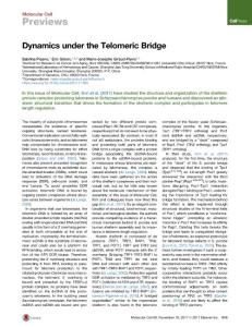 Dynamics-under-the-Telomeric-Bridge_2017_Molecular-Cell