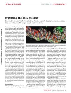 nmeth.4538-Organoids- the body builders