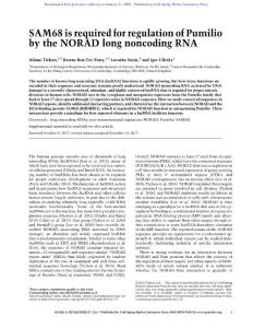 Genes Dev.-2018-Tichon-SAM68 is required for regulation of Pumilio by the NORAD long noncoding RNA