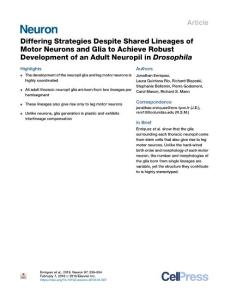 Differing-Strategies-Despite-Shared-Lineages-of-Motor-Neurons-and-Gl_2018_Ne