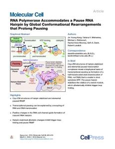 RNA-Polymerase-Accommodates-a-Pause-RNA-Hairpin-by-Global-Conf_2018_Molecula