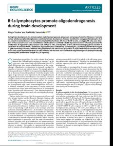 nn.2018-B-1a lymphocytes promote oligodendrogenesis during brain development