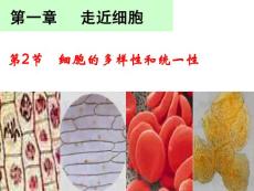 細(xì)胞的多樣性和統(tǒng)一性課件.ppt