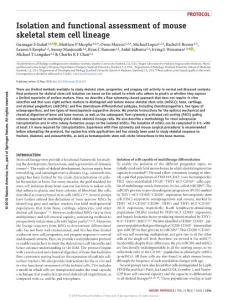 nprot.2018.041-Isolation and functional assessment of mouse skeletal stem cell lineage