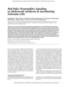 Genes Dev.-2018-Kim-Maf links Neuregulin1 signaling to cholesterol synthesis in myelinating Schwann cells