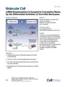 mRNA-Deadenylation-Is-Coupled-to-Translation-Rates-by-the-Diff_2018_Molecula