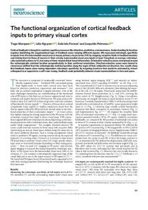 nn.2018-The functional organization of cortical feedback inputs to primary visual cortex