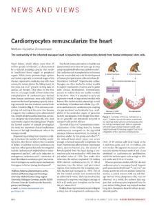 nbt.4186-Cardiomyocytes remuscularize the heart