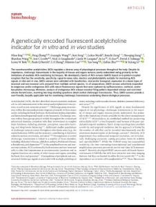 nbt.4184-A genetically encoded fluorescent acetylcholine indicator for in vitro and in vivo studies