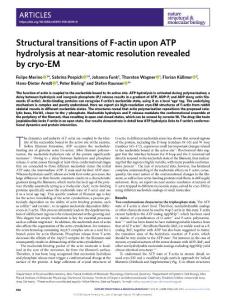 nsmb.2018-Structural transitions of F-actin upon ATP hydrolysis at near-atomic resolution revealed by cryo-EM