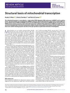 nsmb.2018-Structural basis of mitochondrial transcription