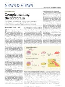 nature.2018-Absent forebrain replaced by embryonic stem cells