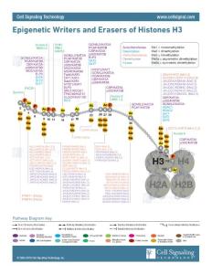 Epigenetic Writers and Erasers of Histone H3 Interactive Diagram