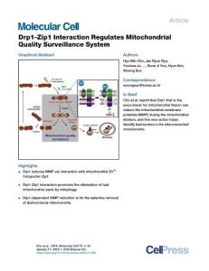 Drp1-Zip1-Interaction-Regulates-Mitochondrial-Quality-Surve_2018_Molecular-C