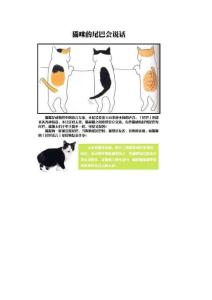猫咪的尾巴会说话（爱猫者必看）
