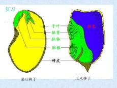 初中生物七年级PPT课件20051212155246731