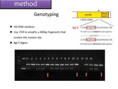 DOCK8 genotyping