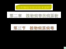 如南方菜豆花叶病毒ppt课件