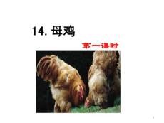 部編統(tǒng)編人教版小學(xué)四年級(jí)下冊(cè)語(yǔ)文《14 母雞》PPT課件23