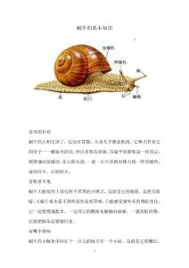 蜗牛的基本知识