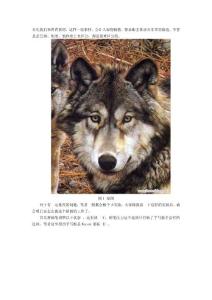 PS學(xué)習(xí)-復(fù)雜背景毛發(fā)摳圖