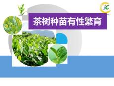 茶樹種苗有性繁育【PPT課件】