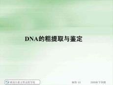 09.07.24高三生物《DNA的粗提取与鉴定》（课件）