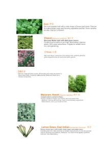 鮮香草和生菜照片