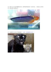 身價215萬元的紫艷紅花魚