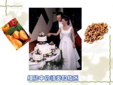 细胞中的糖类和脂质（新授课课件）