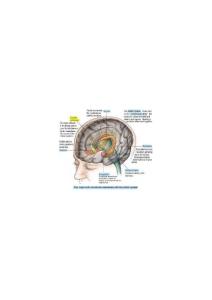 limbic_system 边缘系统 脑中之脑 记忆系统图示