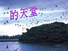 四年级上册《鸟的天堂》高级教师精选课件