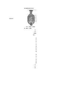 被子植物果實(shí)和種子的形成