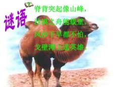 找骆驼 ppt 课件 (3)人教版小学三年级上册语文课件