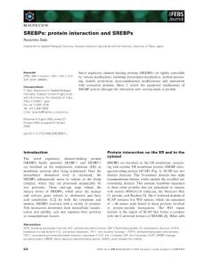 SREBPs： protein interaction and SREBPs.