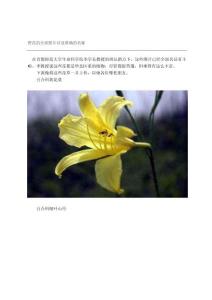 野花的全部圖片以及準確的名稱