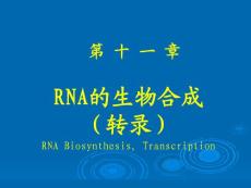 安徽医大基础医学生物化学第十一章 RNA的生物合成