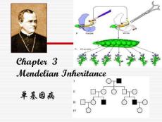 中国医科大基础医学遗传学PPT课件 单基因病