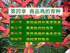 家禽學課件 商品雞的育種