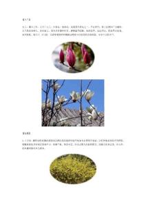 圆明园花卉鉴赏—春系列