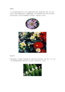 圆明园花卉鉴赏—秋系列