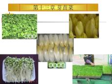 第十三章 芽苗菜(PPT-68)