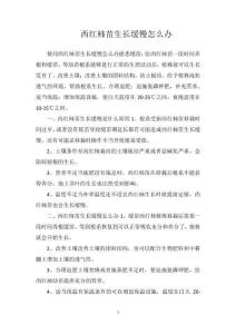 西红柿苗生长缓慢怎么办