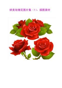 娇美玫瑰花图片集（1）：插图素材