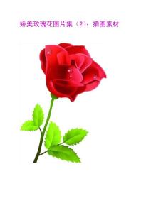 娇美玫瑰花图片集（2）：插图素材