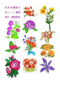 花卉矢量圖大全（一）：精美鮮花圖片，插圖素材