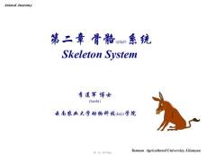 -骨骼-四肢课件