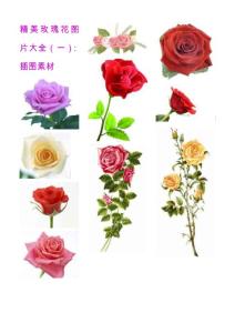 精美玫瑰花图片大全（一）：插图素材