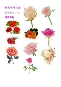 精美玫瑰花图片大全（二）：插图素材
